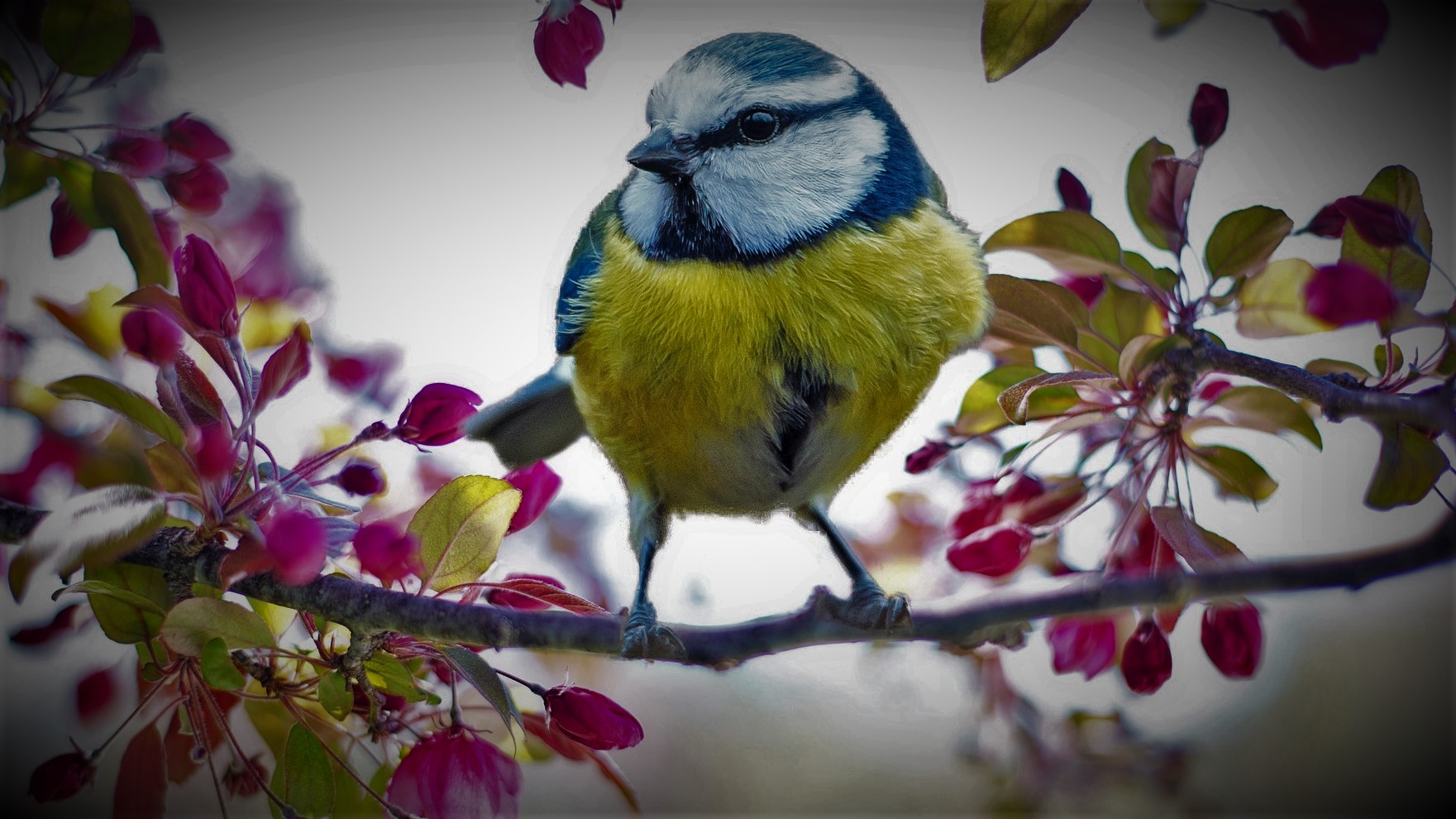 spring-bird-2295434_1920_modificata_pixabay